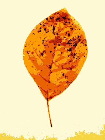 More fall tree leaves