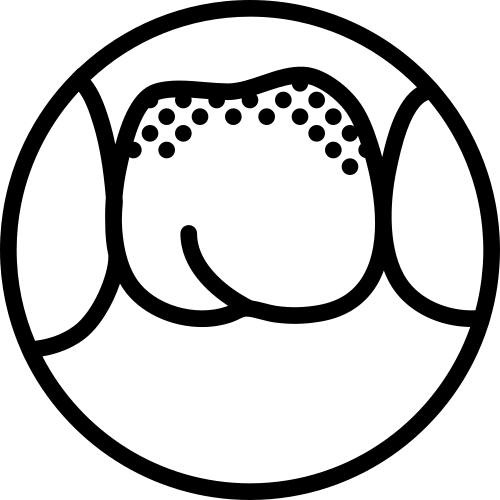 molar