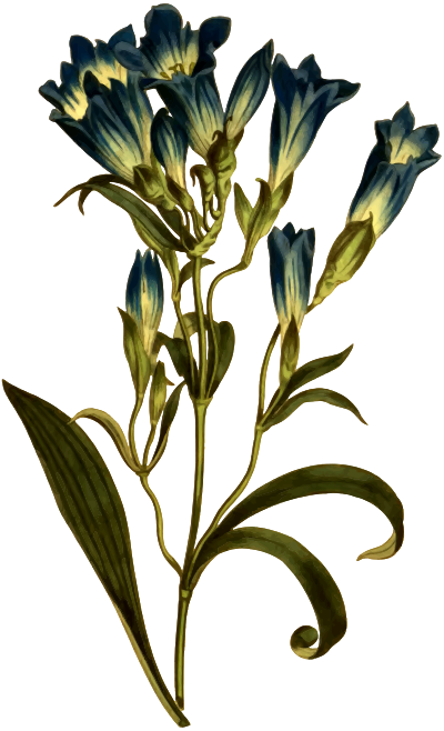 PorcelainFloweredGentian