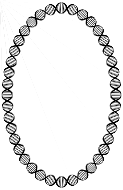 DNA Ellipse