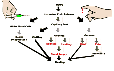 Inflamation2