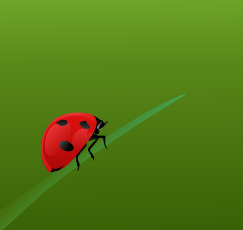 realistic ladybug