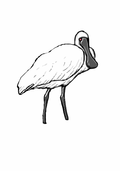 spoonbill