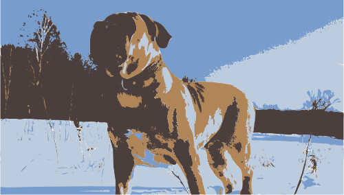 bullmastiff 4 colors