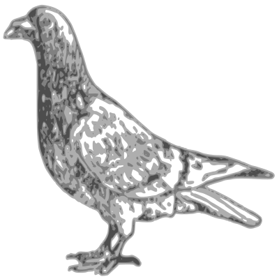 basic pigeon 1902