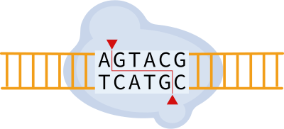 restrictionenzyme