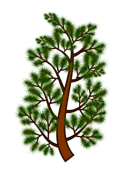 pine tree branch 06052016 1