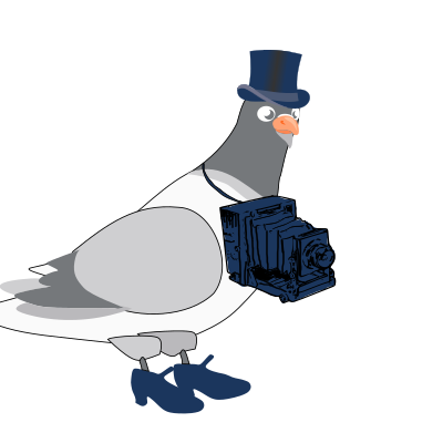 pigeon4