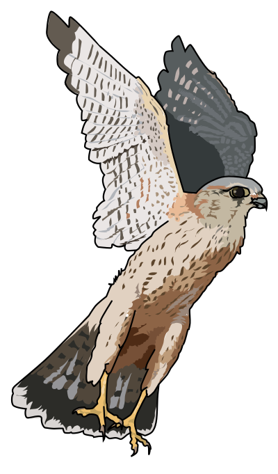 Faucon emerillon Merlins falcon
