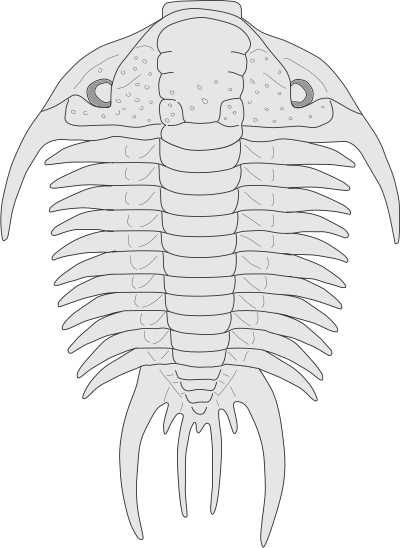 Trilobite Paraceraurus 1