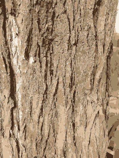 Fwd Tree bark texture