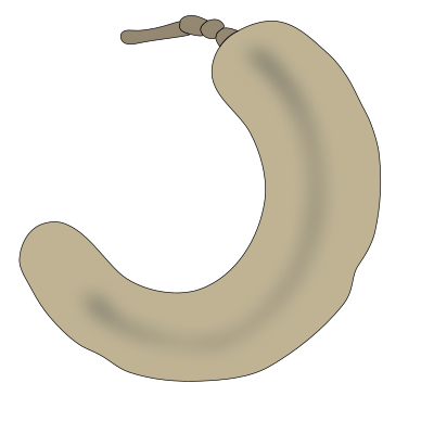 tamarin