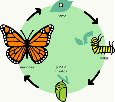 ciclo de vida de la mariposa