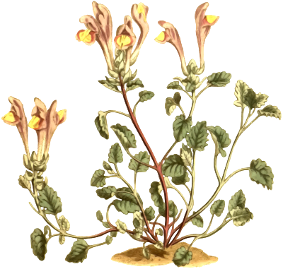 LargeFloweredScutellaria