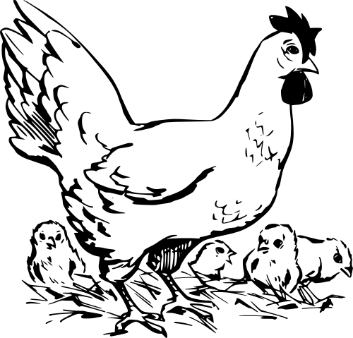 chick 17