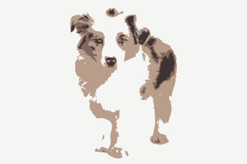 Australian Shepherd 2