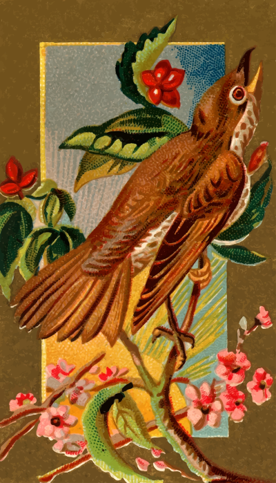 CigCardWoodThrush