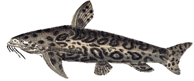jaguarcatfish