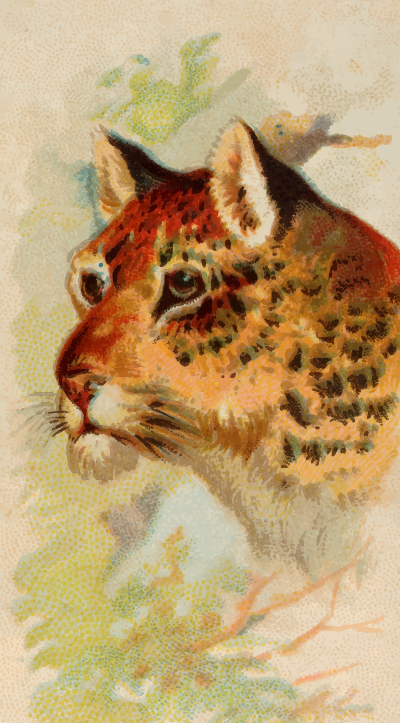Cig Card Leopard