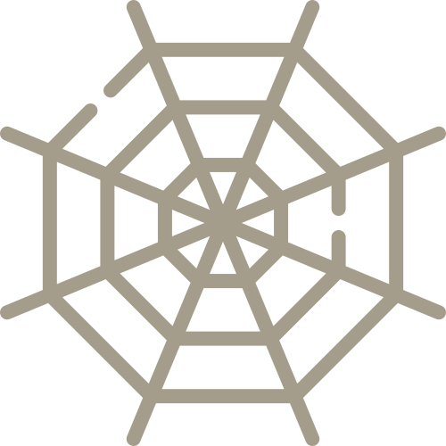 spider web