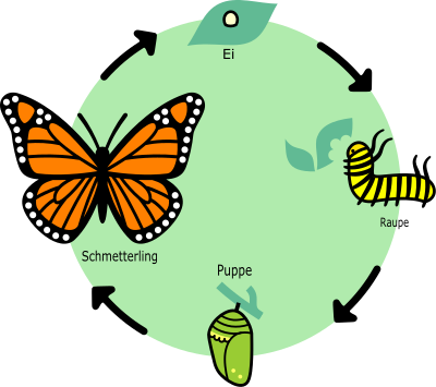 ciclo de vida de la mariposa de remix