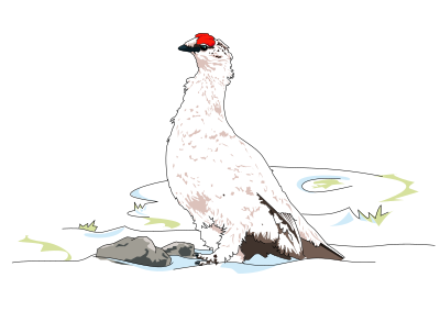 Alpine Ptarmigan 2017042412