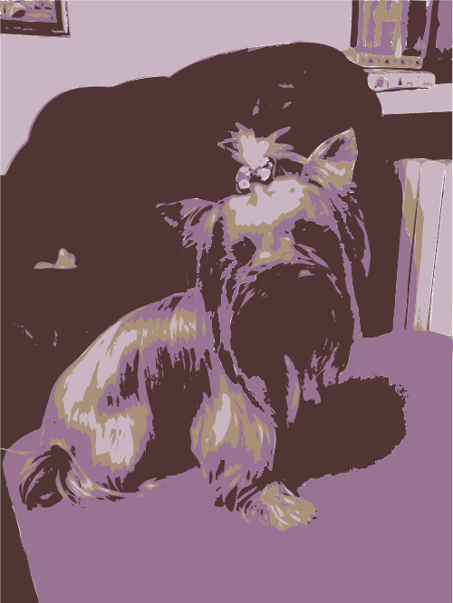 yorkshire terrier