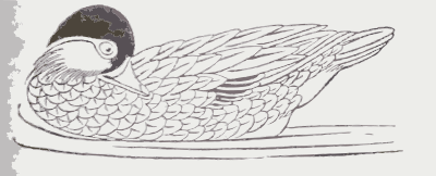 Duck Drawing