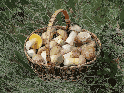 Edible fungi in basket 2012 G1 2016122044