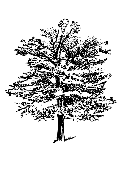 tree bw
