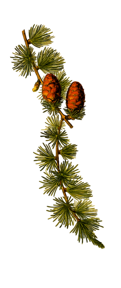 europeanlarch2hires