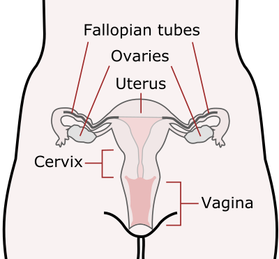 Scheme female reproductive system